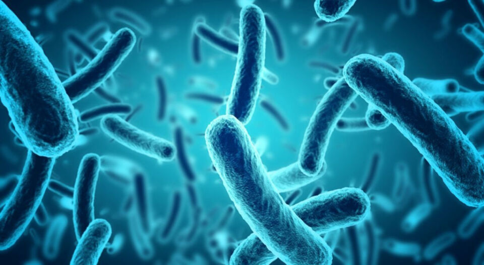 Инфекции, о которых нужно знать всё