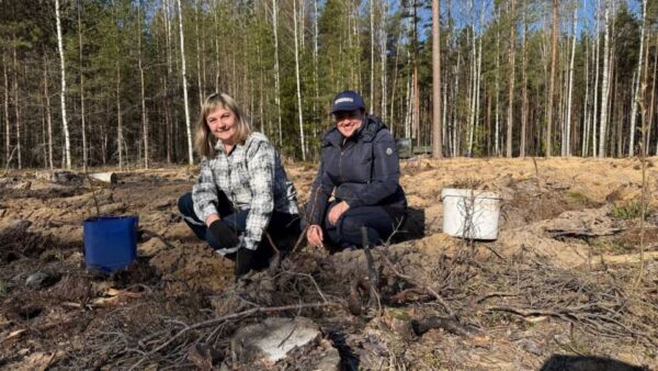 Работники Кировского района газоснабжения высадили более двух тысяч берёзок!