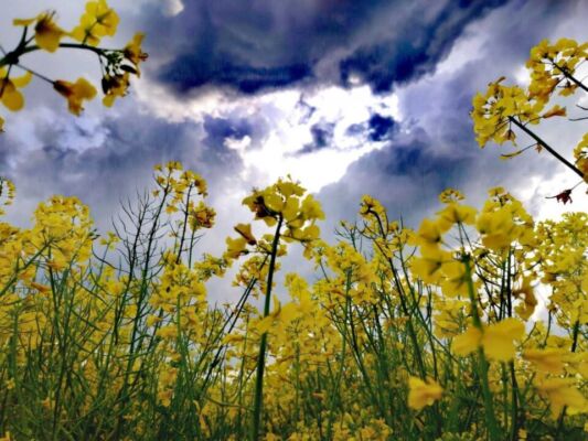 Фотоподборка «Дыхание весеннего неба»