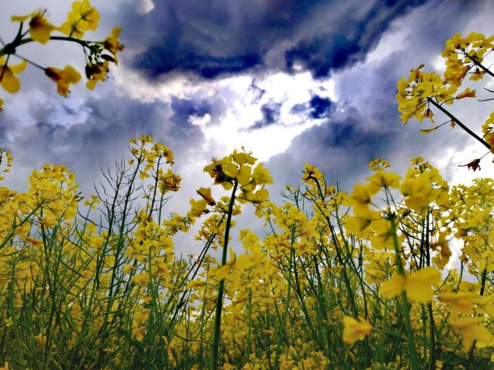 Фотоподборка «Дыхание весеннего неба»