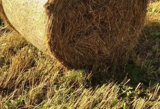 Ход завершения уборочной кампании и заготовки кормов на контроле прокуратуры Кировского района